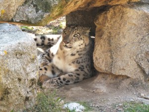 safari 28 septembre 2015 (7)